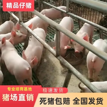 山东三元仔猪猪场直供包品种包成活包防疫包运输！