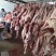 育肥羊肉卷，厂家一手货源也可定做加工。。。。