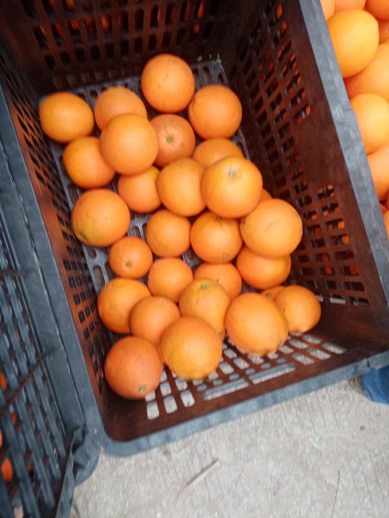 纽红儿
