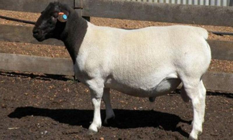 纯种努比亚黑山羊活体活羊小羊怀孕母羊种公羊黑山羊