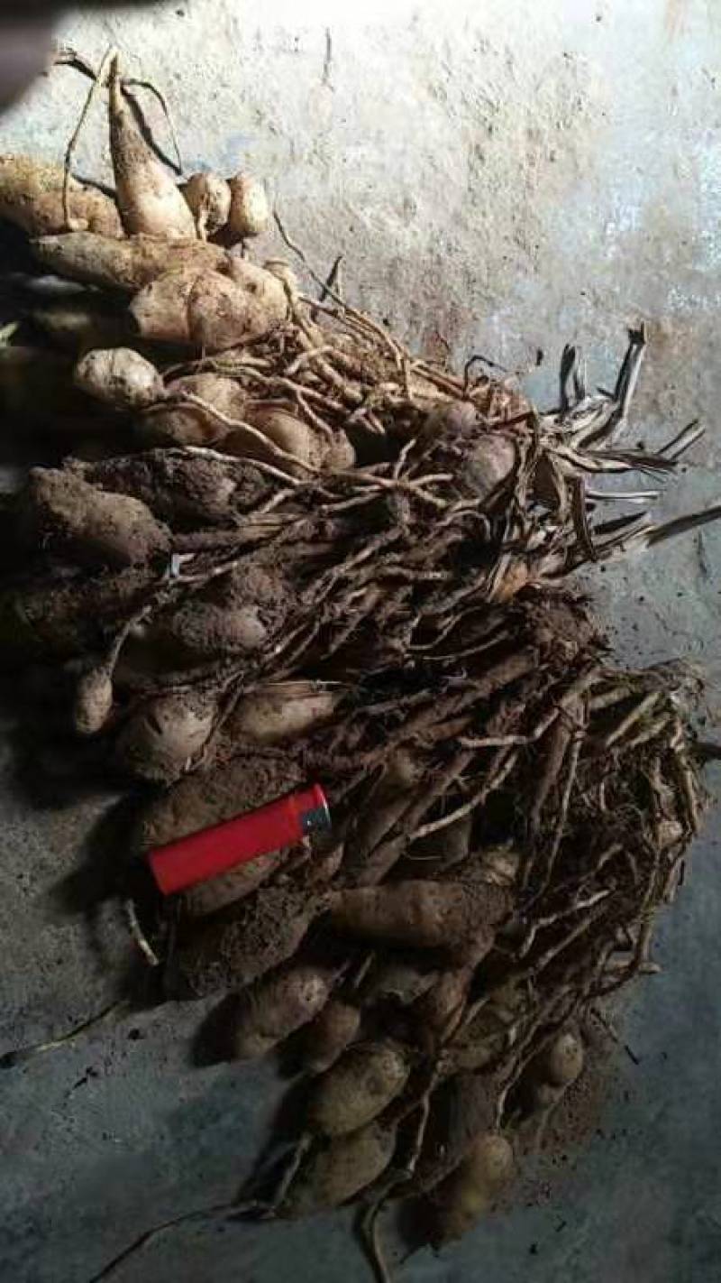 郁金/莪术/广西郁金/郁金鲜货/郁金片/中药材郁金/