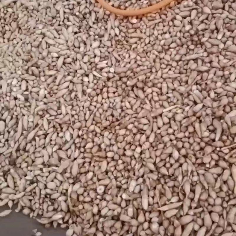 郁金/莪术/广西郁金/郁金鲜货/郁金片/中药材郁金/