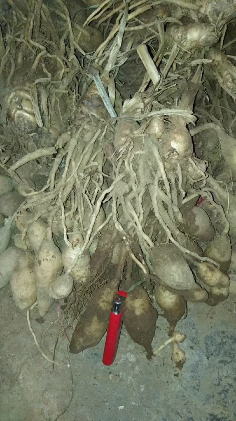 郁金/莪术/广西郁金/郁金鲜货/郁金片/中药材郁金/