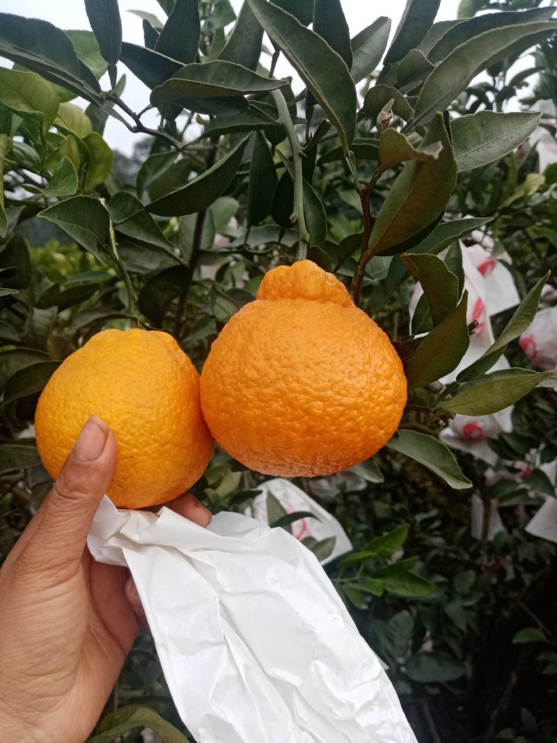 不知火柑桔，甜，亮，而化渣。欢迎各地老板来考查。订货。