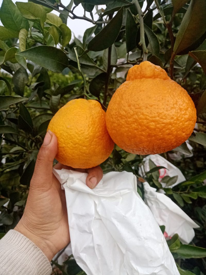 不知火柑桔，甜，亮，而化渣。欢迎各地老板来考查。订货。