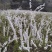 珍珠秀线菊(雪柳)、珍珠秀线菊球、珍珠秀线菊小苗。