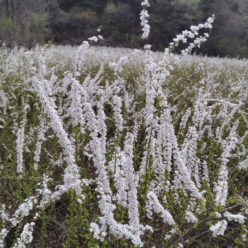 珍珠秀线菊(雪柳)、珍珠秀线菊球、珍珠秀线菊小苗。