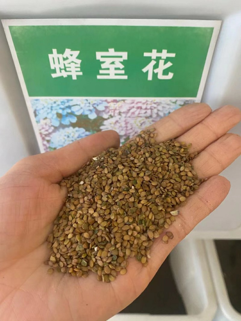 蜂室花种子蜂室花草四季可播易种室内阳台盆栽花卉植物简