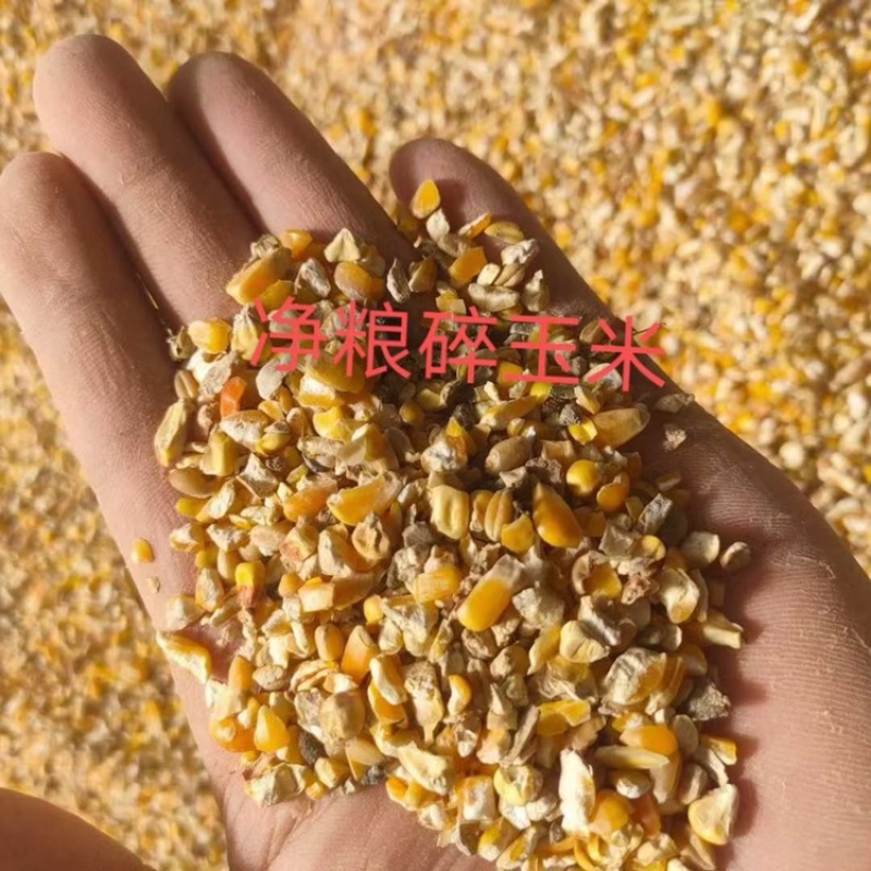 碎玉米，次玉米