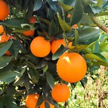 正宗长叶香橙苗，新品种，12月成熟留树到八月，超长保鲜！