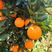 正宗长叶香橙苗，新品种，12月成熟留树到八月，超长保鲜！