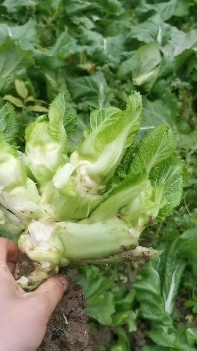 优质儿菜大量出货，给钱就卖！