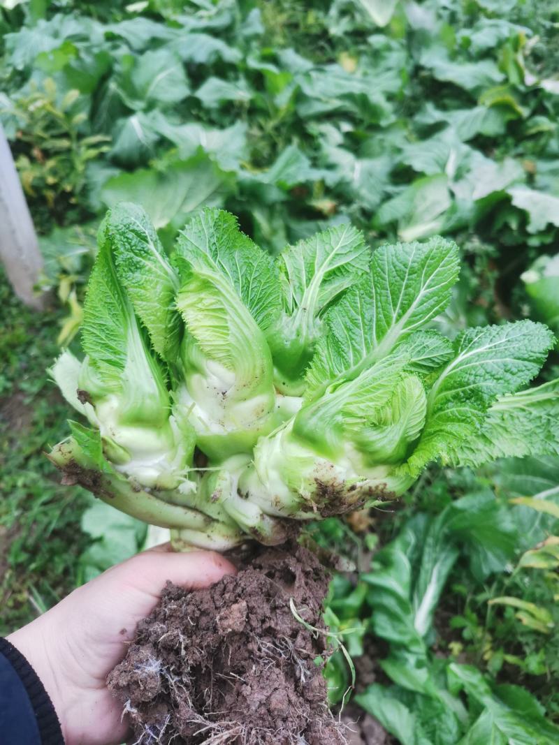 优质儿菜大量出货，给钱就卖！