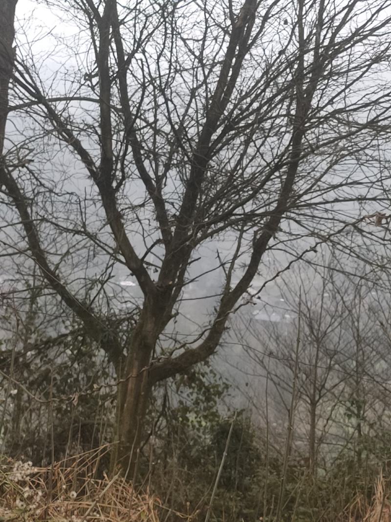 皂角树