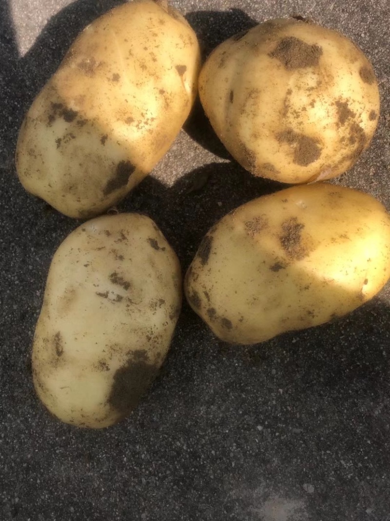 盈江土豆开挖啦，需要的老板可以预定啦