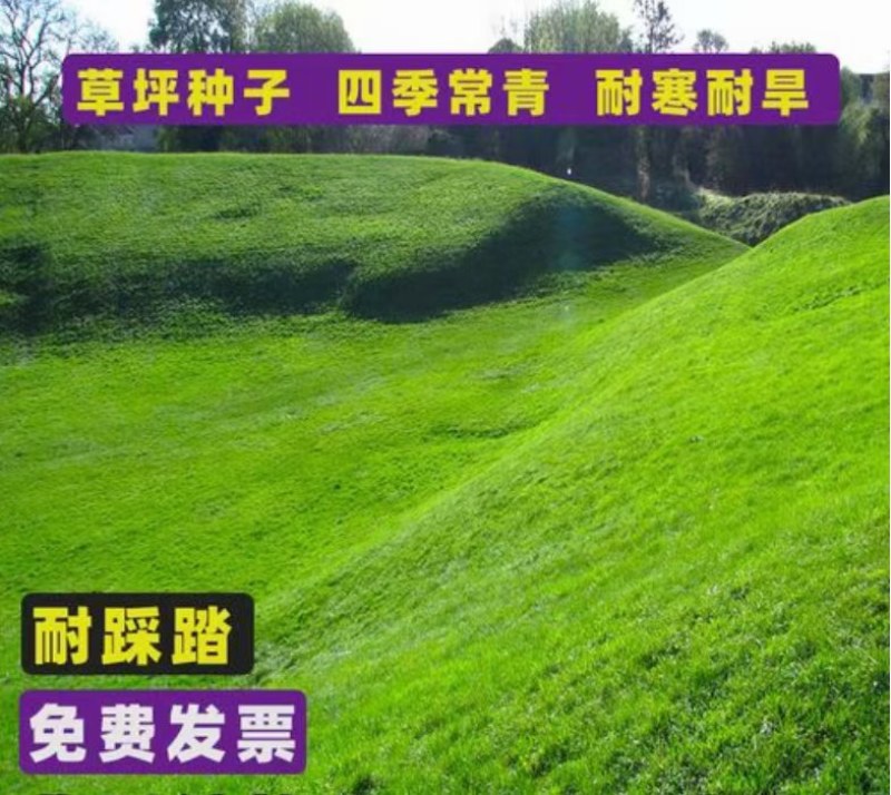 四季青种子护坡草籽耐寒耐热耐旱四季常青耐践踏