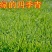 四季青种子护坡草籽耐寒耐热耐旱四季常青耐践踏