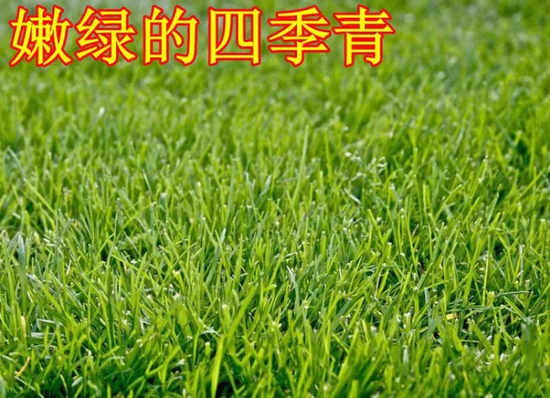 四季青种子护坡草籽耐寒耐热耐旱四季常青耐践踏