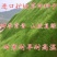 四季青种子护坡草籽耐寒耐热耐旱四季常青耐践踏