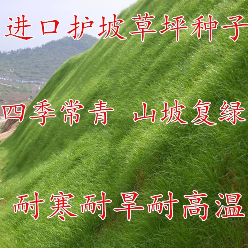 四季青种子护坡草籽耐寒耐热耐旱四季常青耐践踏