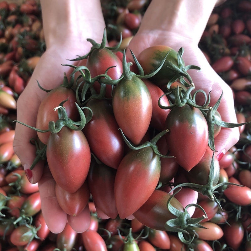 【零售代发】新品上市紫弹头圣女果迷彩小番茄圣女果