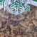 木瓜干货药用常年经营各种中药材欢迎选购