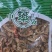 木瓜干货药用常年经营各种中药材欢迎选购
