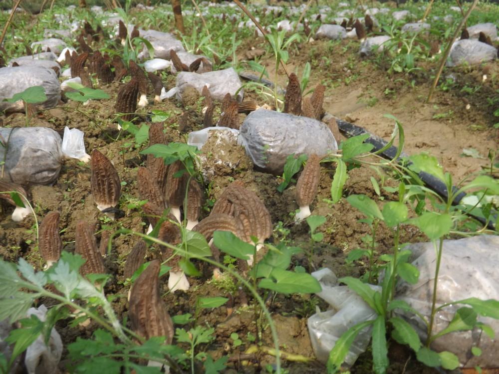 六盘水羊肚菌种植基地航拍图