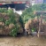 湖北香菜本地香菜品质好