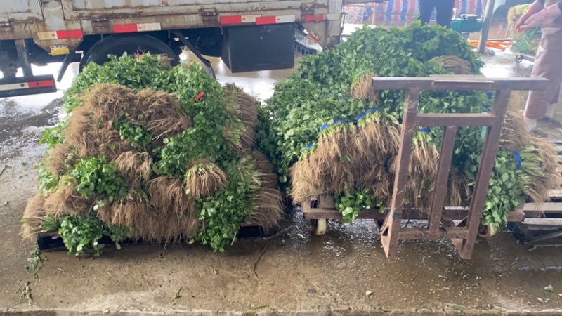 湖北香菜本地香菜品质好
