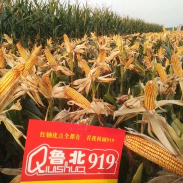 红轴籽粒品质好适合机器收货，高产玉米种子鲁北919