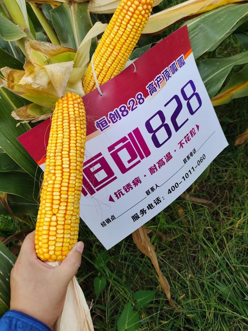 国审最新玉米品种高抗病稳产高产~恒创828