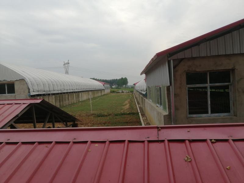 艺鑫养殖场为综合性养殖场，场地准备，出售牛羊散养鸡鸭鹅