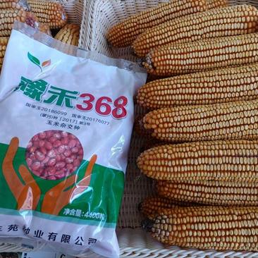 双国审玉米新品种，高产，稳产，抗病强，适应广，豫禾368