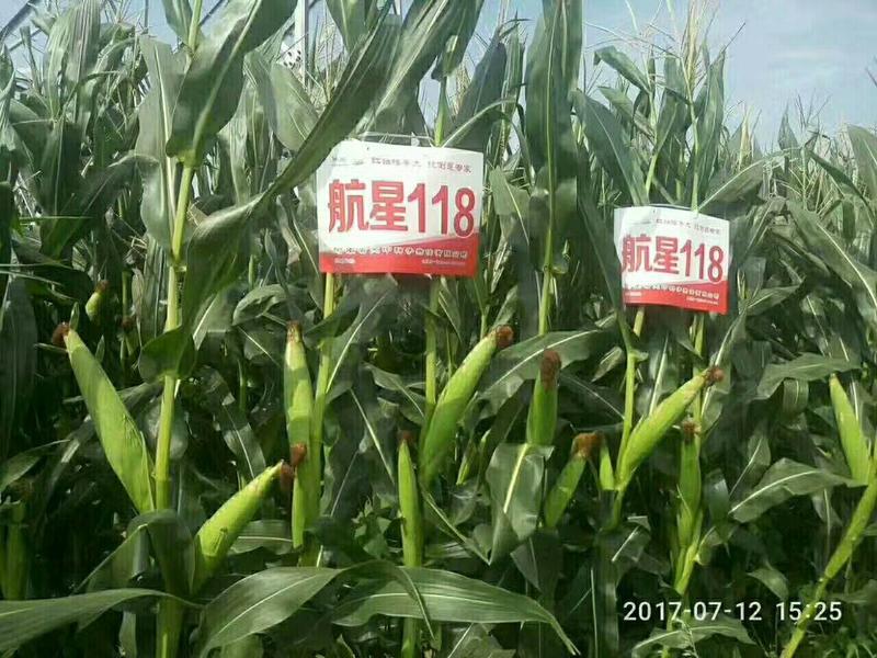 航星118大田玉米种子红轴大棒矮杆抗倒饲料玉米种子旱地