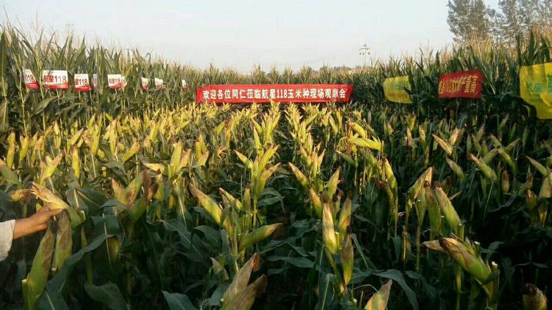 航星118大田玉米种子红轴大棒矮杆抗倒饲料玉米种子旱地