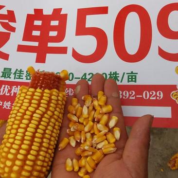 国审优质玉米新品种，产量高，红轴籽粒品质好，浚单509