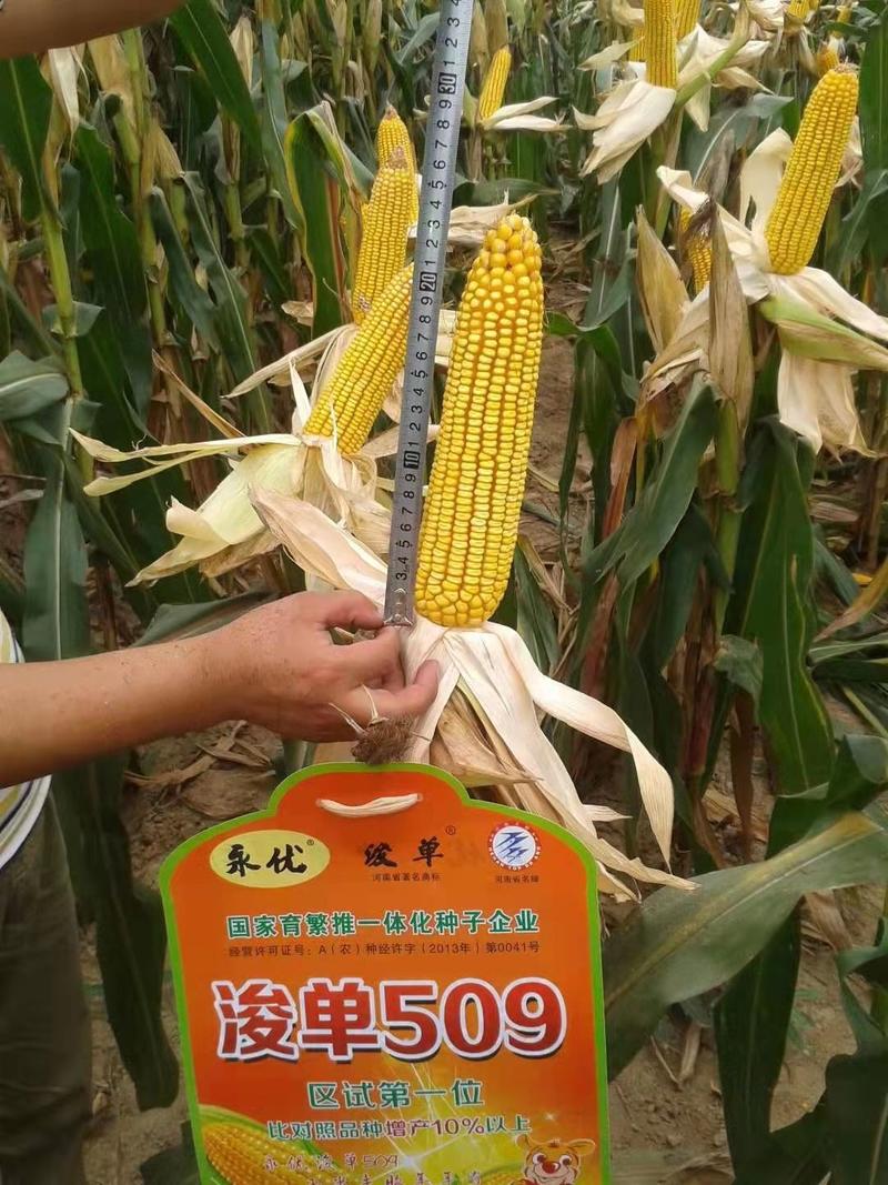 国审优质玉米新品种，产量高，红轴籽粒品质好，浚单509