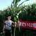 国审高产青贮玉米种子，个子高，棒子大，奥玉青贮5102