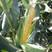国审高产青贮玉米种子，个子高，棒子大，奥玉青贮5102