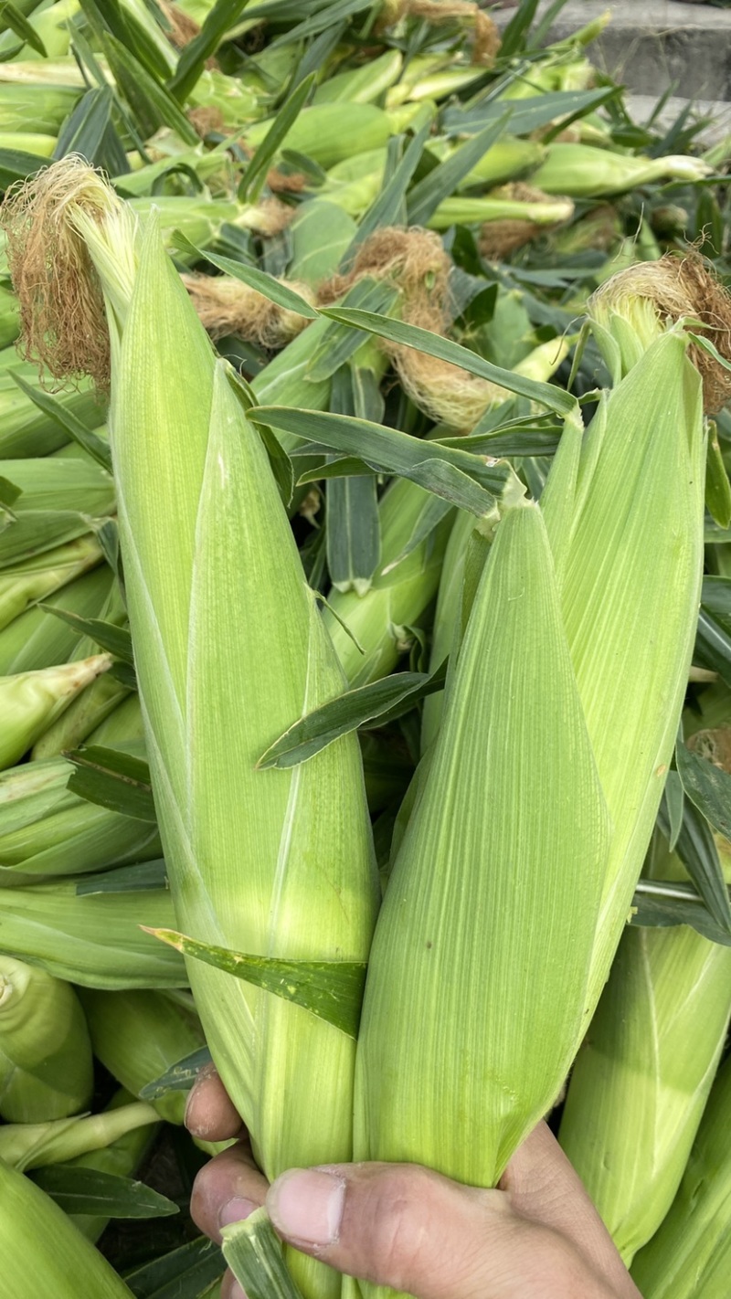 细芯正金银玉米，粤通农业种植有限公司，田头现摘，新鲜