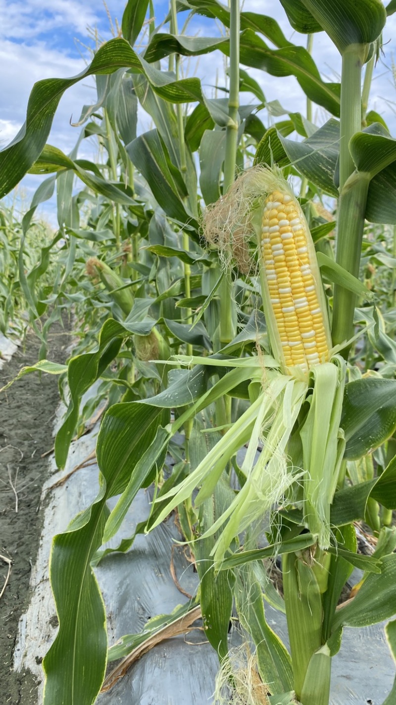细芯正金银玉米，粤通农业种植有限公司，田头现摘，新鲜