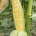 细芯正金银玉米，粤通农业种植有限公司，田头现摘，新鲜