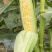细芯正金银玉米，粤通农业种植有限公司，田头现摘，新鲜