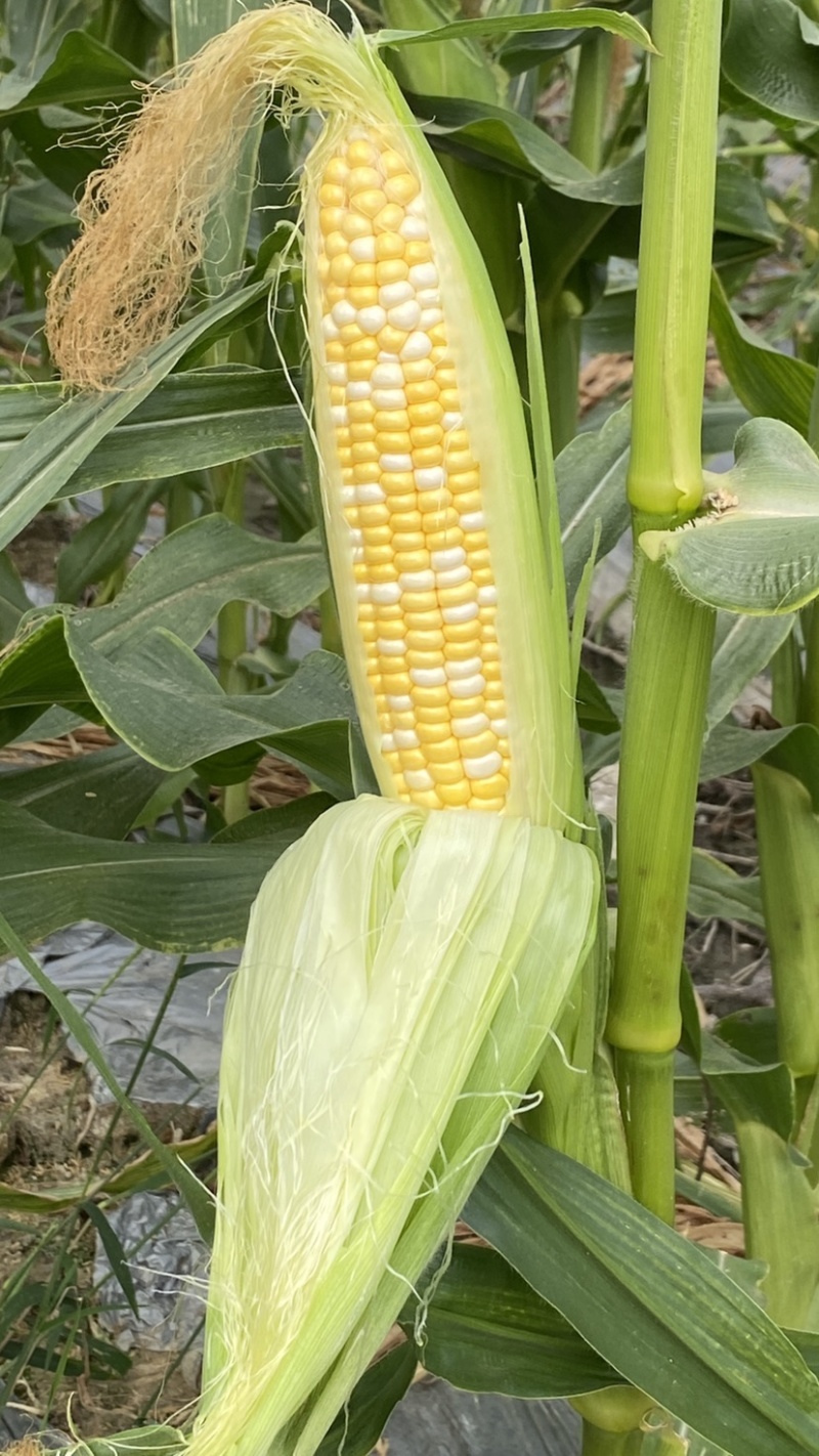 细芯正金银玉米，粤通农业种植有限公司，田头现摘，新鲜