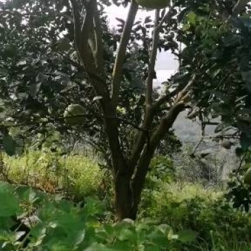专业高产果树！10年以上树龄！有10公分到20公分都有。