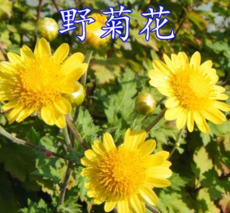 野菊花种子多年生植物花种子四季种野黄菊花种子花草种子