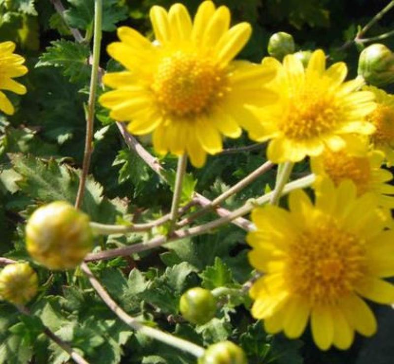 野菊花种子多年生植物花种子四季种野黄菊花种子花草种子