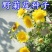 野菊花种子多年生植物花种子四季种野黄菊花种子花草种子