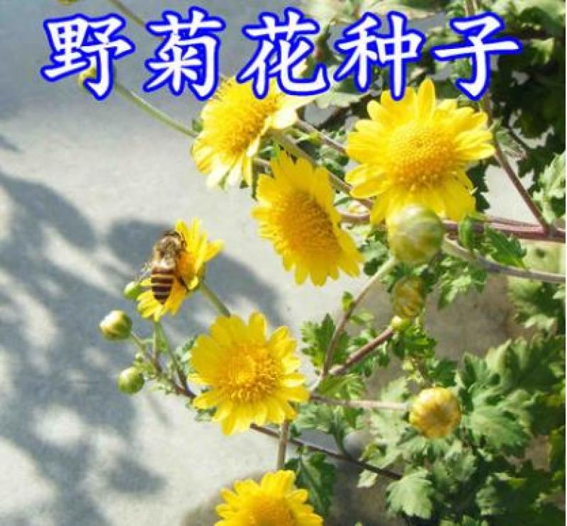 野菊花种子多年生植物花种子四季种野黄菊花种子花草种子